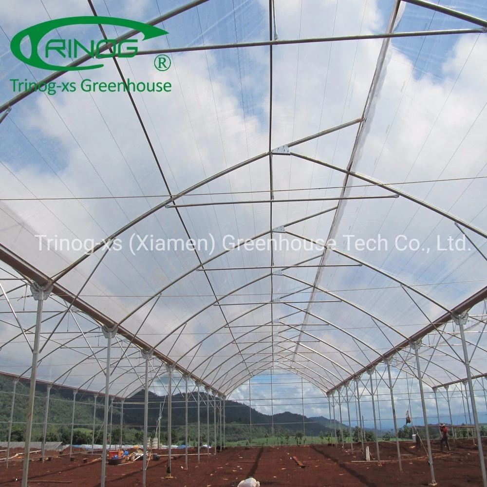 Trinog multispan hydroponic farm commercial used greenhouse tunnel for vegetable