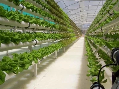 Original Factory Hydroponic System Multi-Span Greenhouse Planting