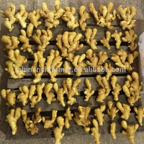 Hot Sale China Dry Ginger New Crop chinês fresco Ginger Para exportação