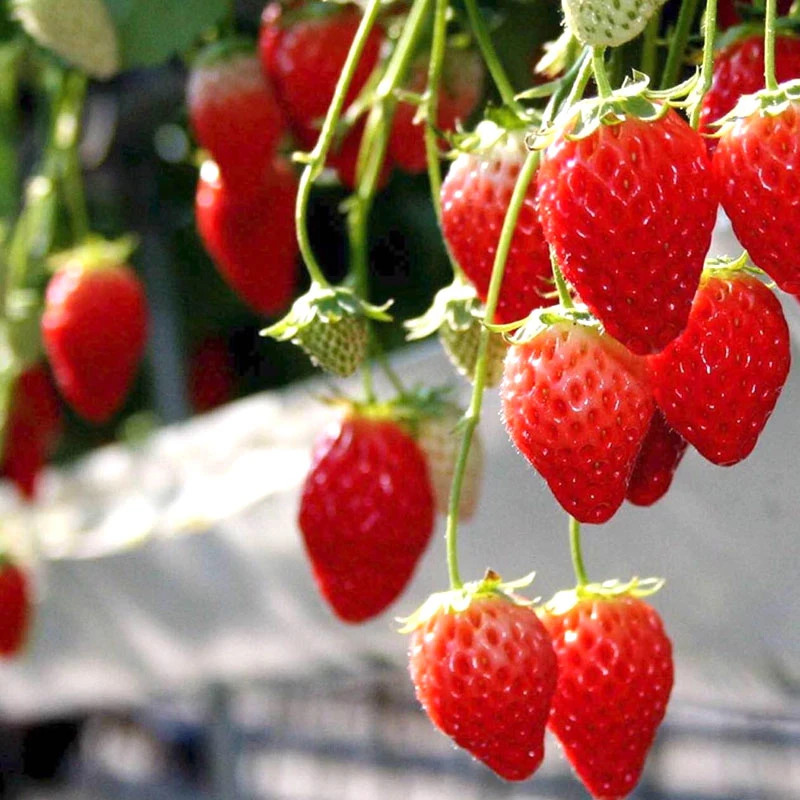 Single/Multi Span Arch Tunnel Film/Plastic/Ecological Greenhouse with Horizontal Vertical Hydroponics Pipe System for Vegetable Fruit