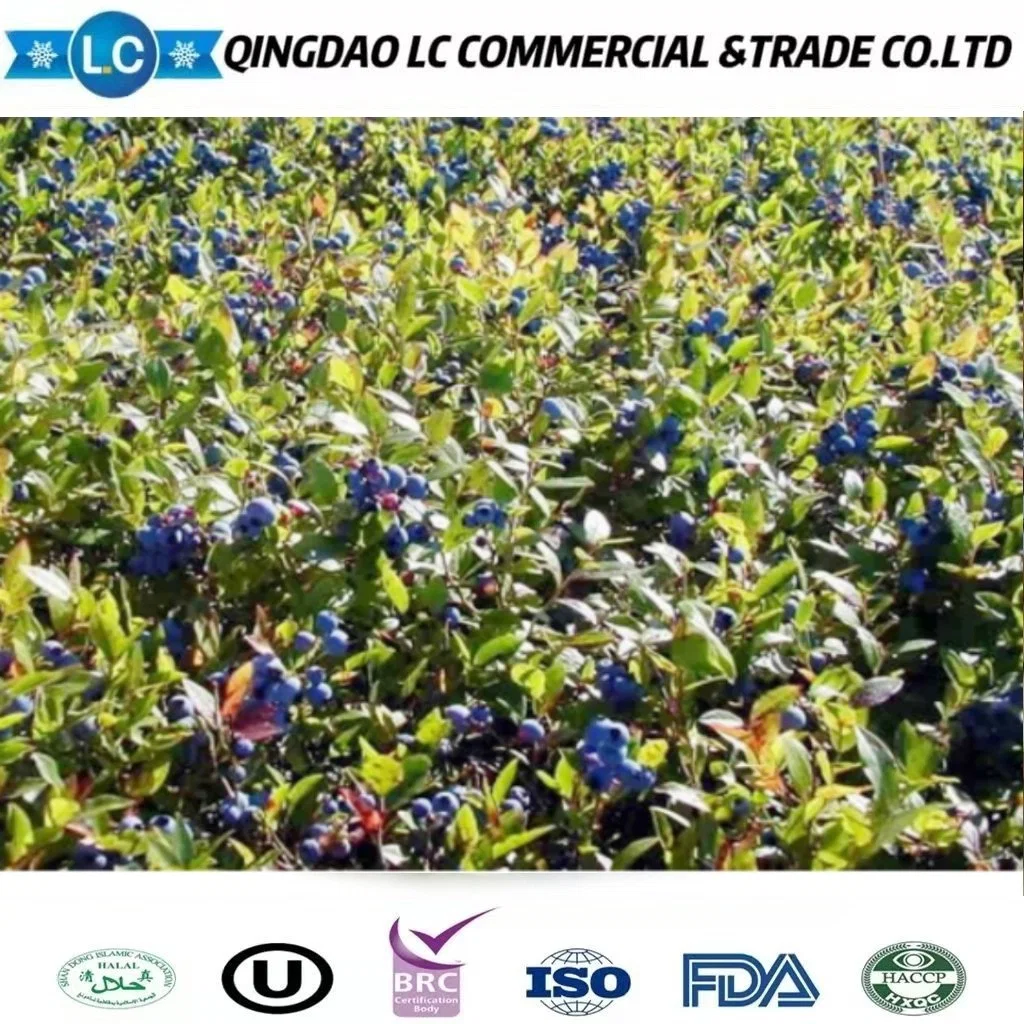 IQF Frozen Wild Blueberry with Good Price