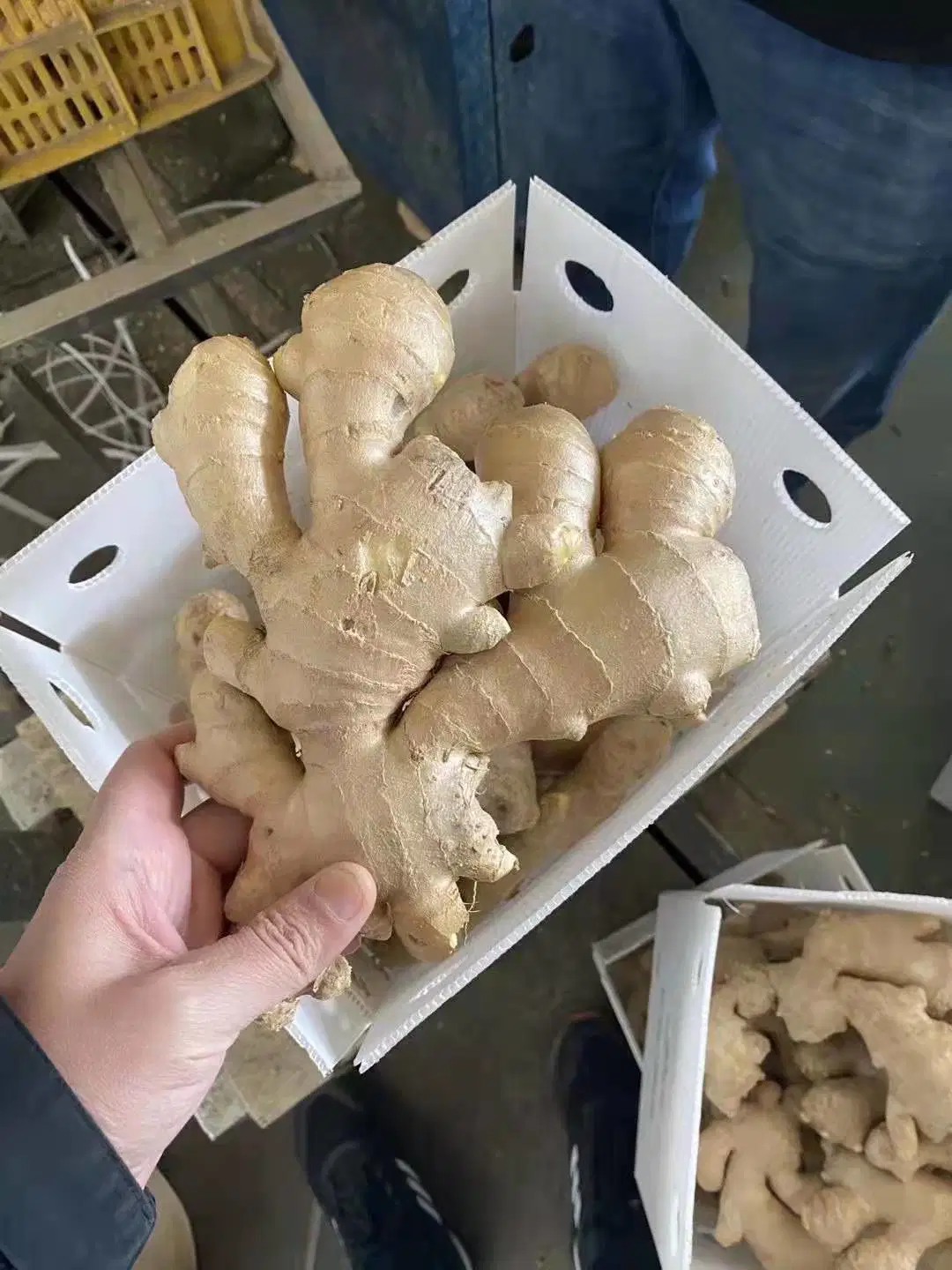 2022 New Crop Air Dry Ginger for Export
