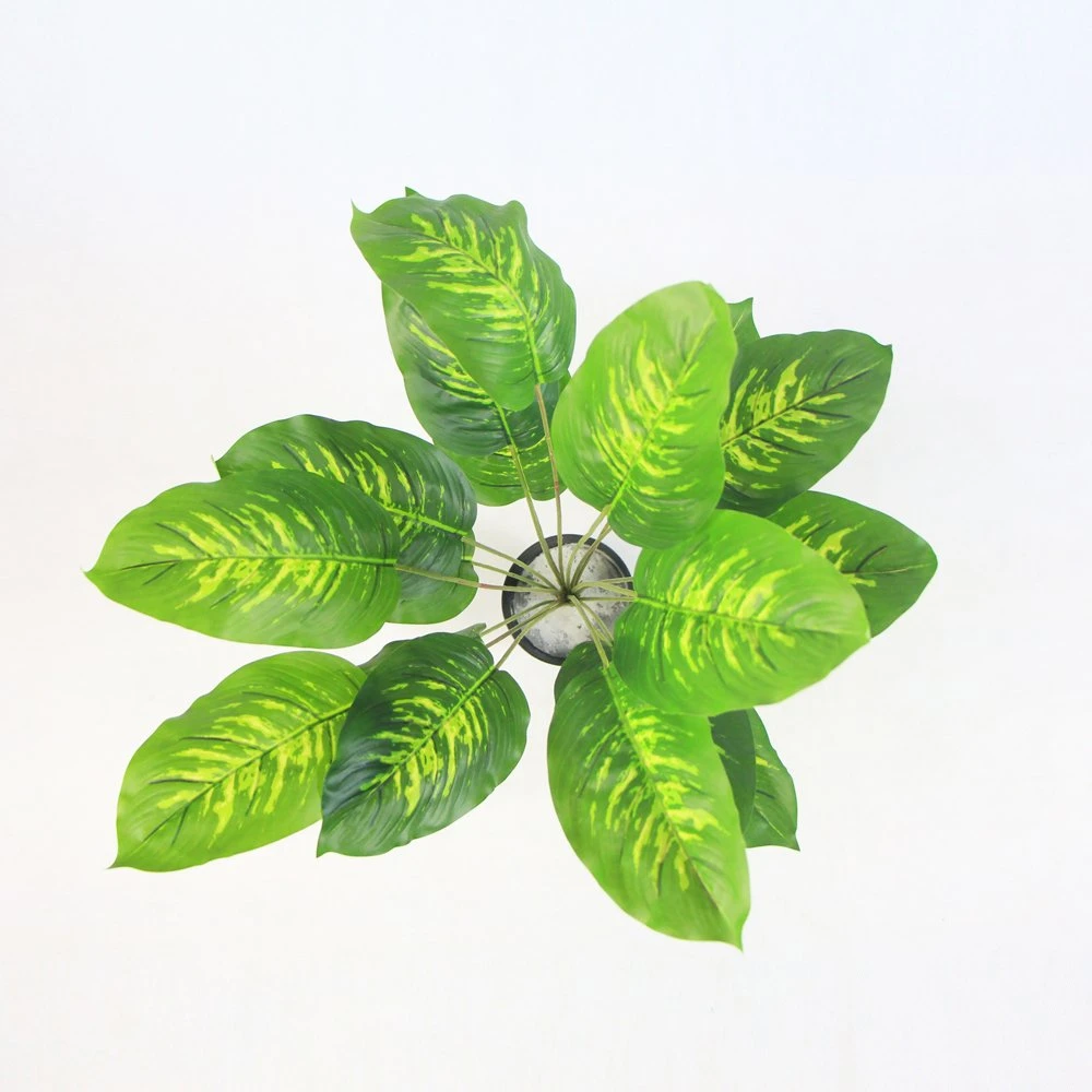 Most Beautiful Inexpensive Green Plant Potted for Outside Decoration