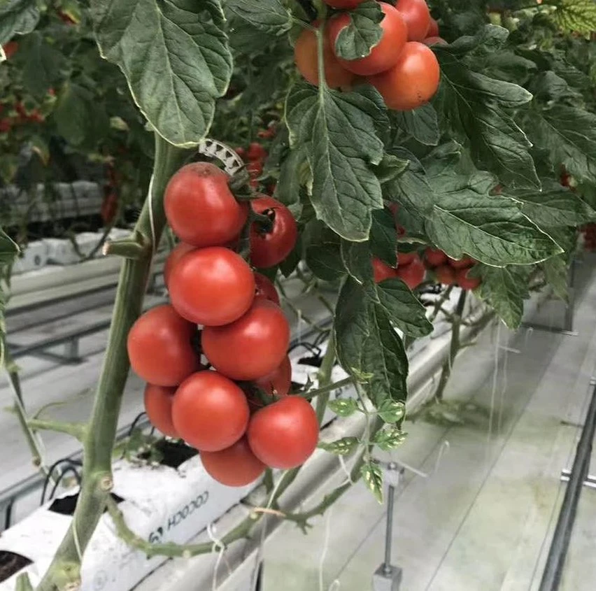 Moderna casa ecológica em Poly Film transparente e ecológica para agricultura