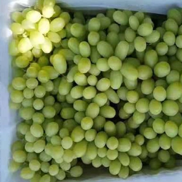 Fresh Seedless Green Grape Xinjiang Grape Gansu Grape