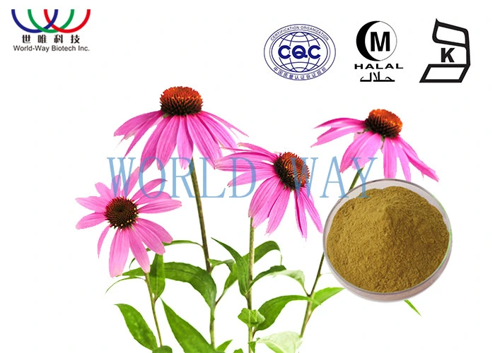 Fabricant de BPF soluble dans l'eau Echinacea purpurea Extract