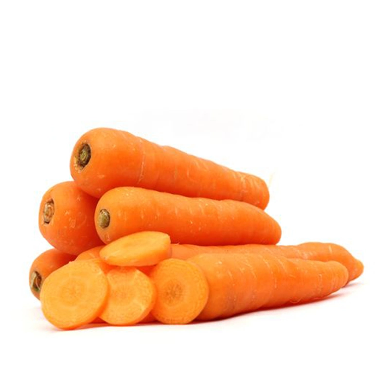 New Crop Shandong Carrot Just Harvest