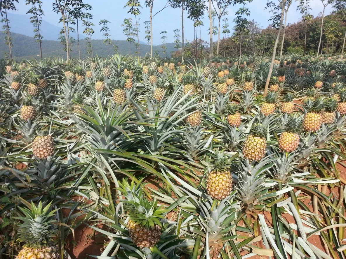 Preço de fábrica Atrazina 80% WP Controle seletivo de ervas daninhas pesticida herbicida 1610-17-9