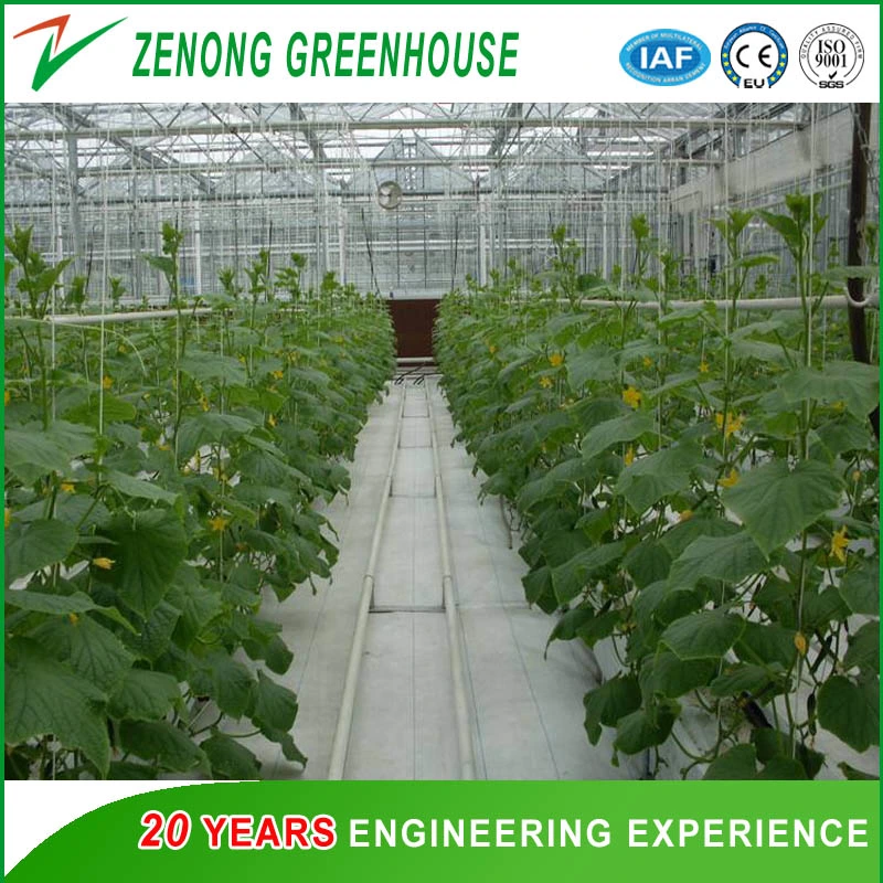 Venlo Type Agriculture Intelligent Glass Greenhouse for Planting/Experiment/Eco Restaurant/Exhibition