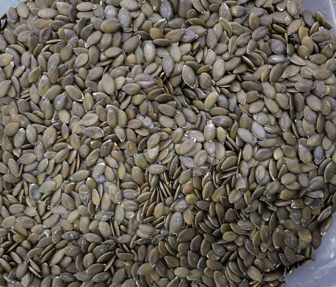 Gws EU Quality Inner Monglia Dark Green Pumpkin Seed Kernels Grade AA