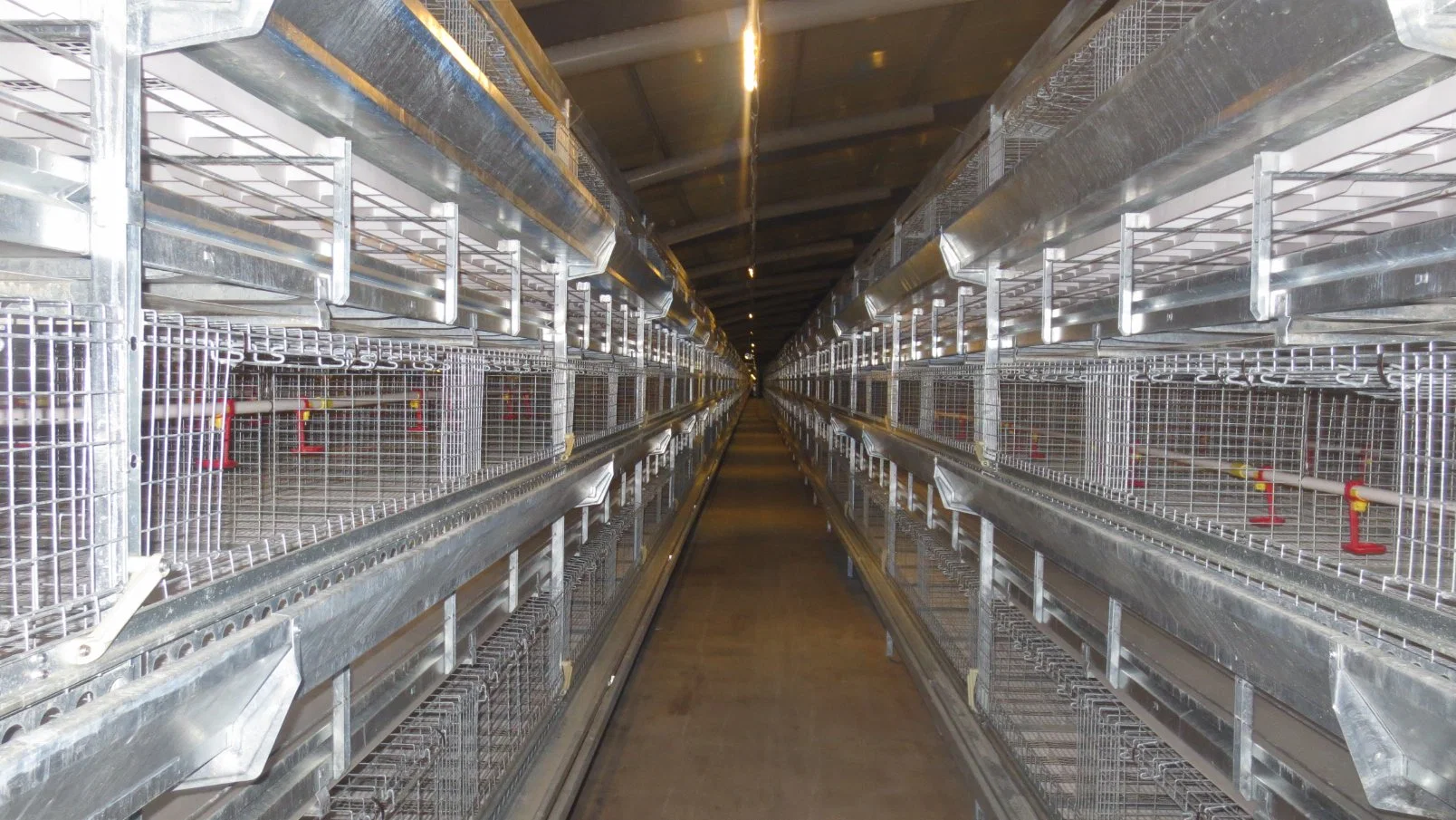 L'élevage de volaille Cage automatique de matériel agricole Système d'alimentation pour les poulets à griller