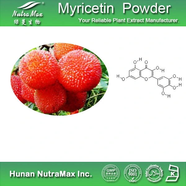 Natural 50% 98% Myricetin Powder Extract CAS 529-44-2