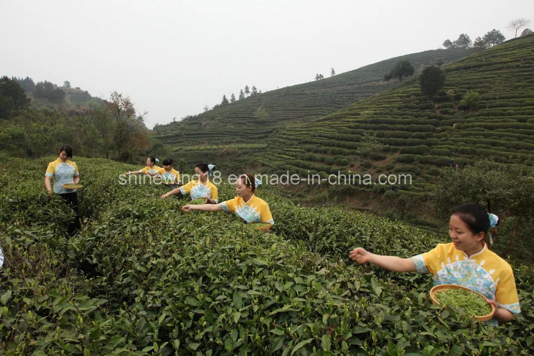 Conggou tradicional China Keemun Conggou Té El té negro