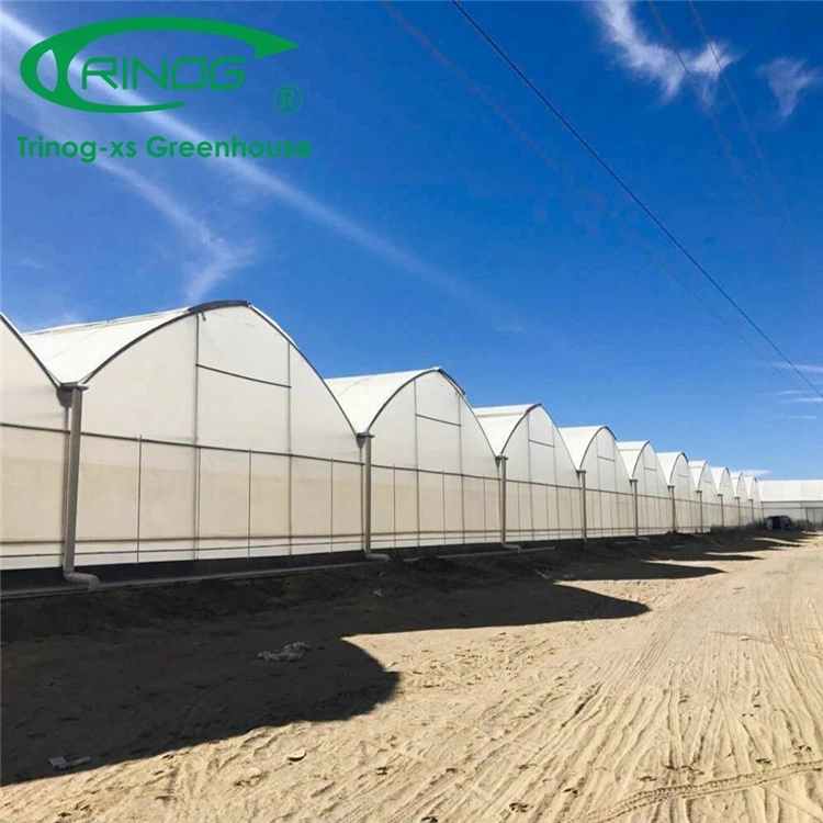 Commercial Big Size Galvanized Steel Pipe Agricultural Multi-Span Cultivation Hydroponics System Film Greenhouse for Flower/Vegetable