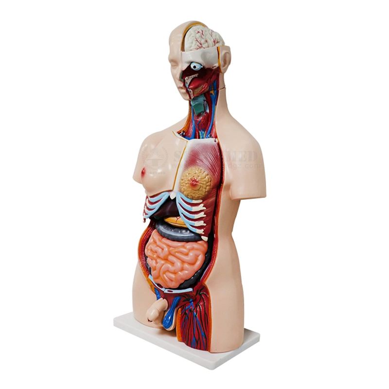 Sy-N018 Medizinisches Modell Anatomie menschliche Organe Modell männlich und weiblich Torso-Modell