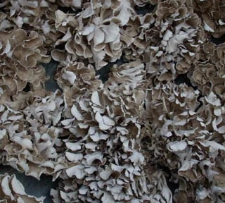 Maitake Mushroom Extract 10% Polysaccharides for Fucntional Food