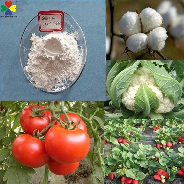 CAS No. 999-81-5 Chemicals Pgr Gibberellic Acid 90%Tc Ga4+7 for Apple