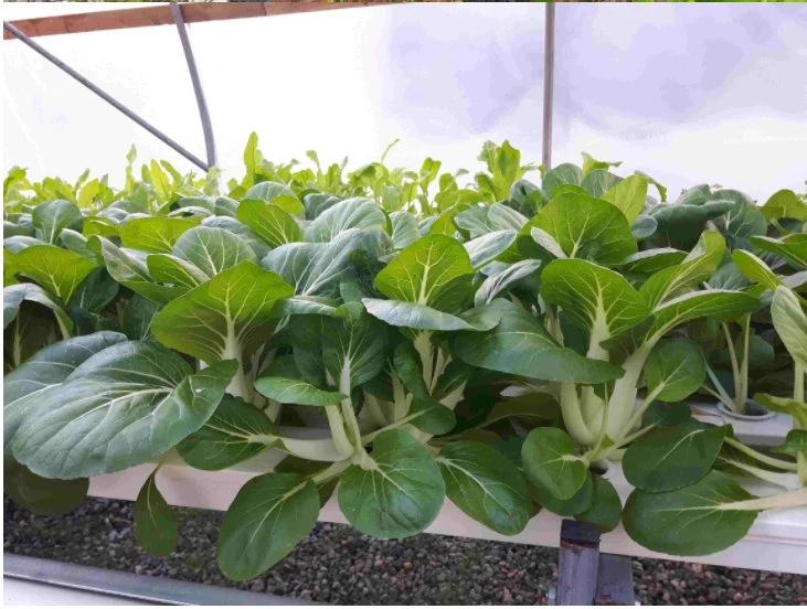 نظام النمو الهيدروبوني نظام النمو Microgreen نظام Hydroponic Nft الهيدروكلوريد المتعدد الفاينيل القناة