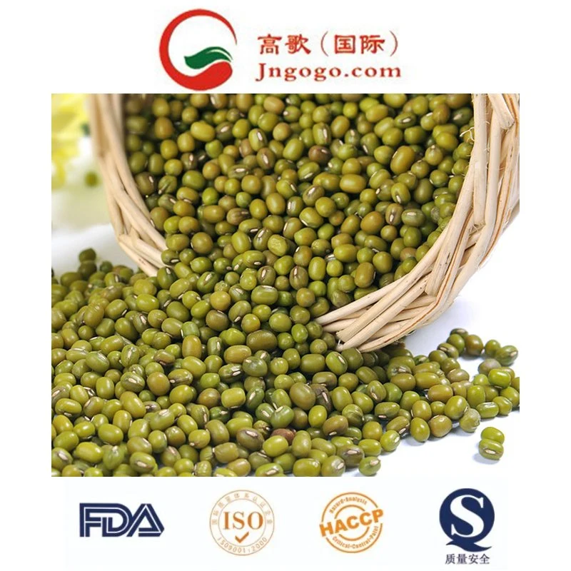 China brotó de alta calidad de proveedor de frijol Mung verde