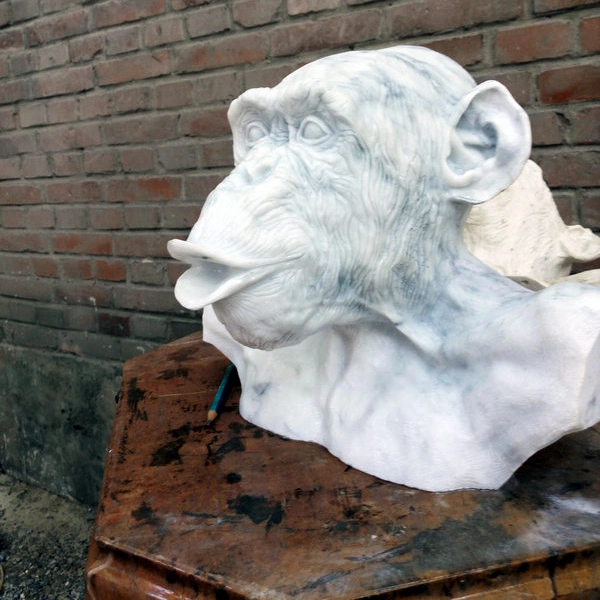 Nero Marquina mármol Chimpanzee Bust Carving Sculpture