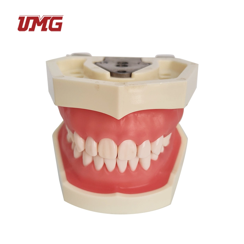 Dental Practise Model Teeth Root Canal Filling Model