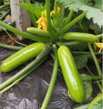 Healthy High quality/High cost performance Hybrid Green Late Summer Squash Seeds
