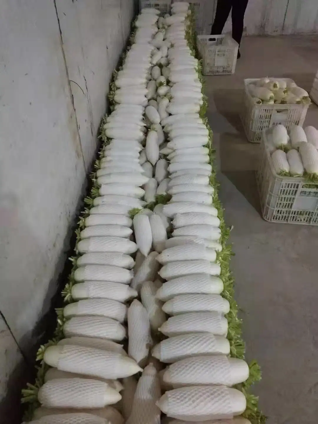 New Crop Chinese White Radish Best Quanlity