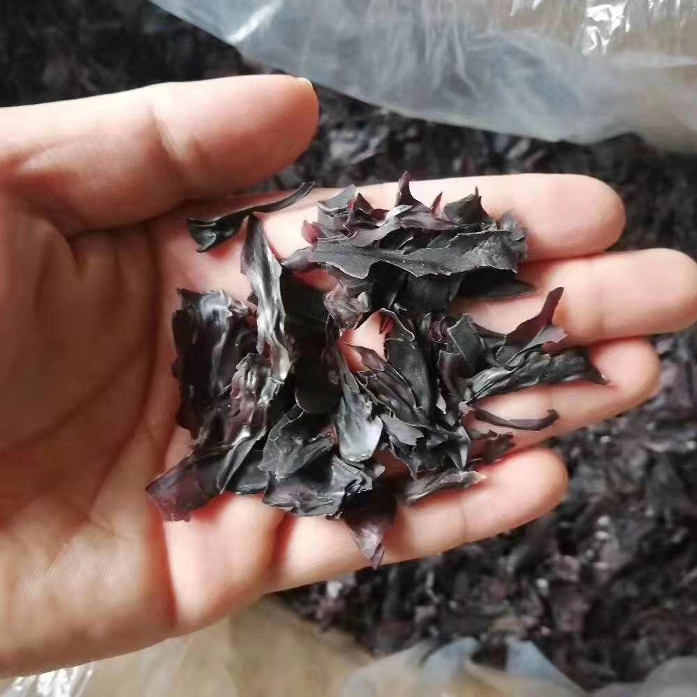 Dulse hojuelas desecadas Mar salvaje vegetal por algas hola