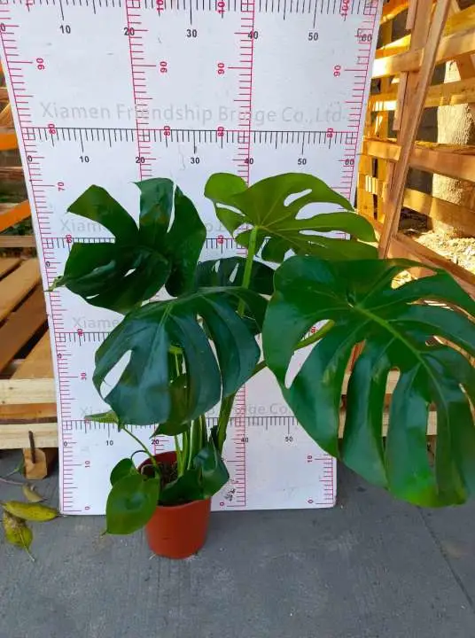 Heißer Verkauf Monstera Echte Pflanzen Indoor