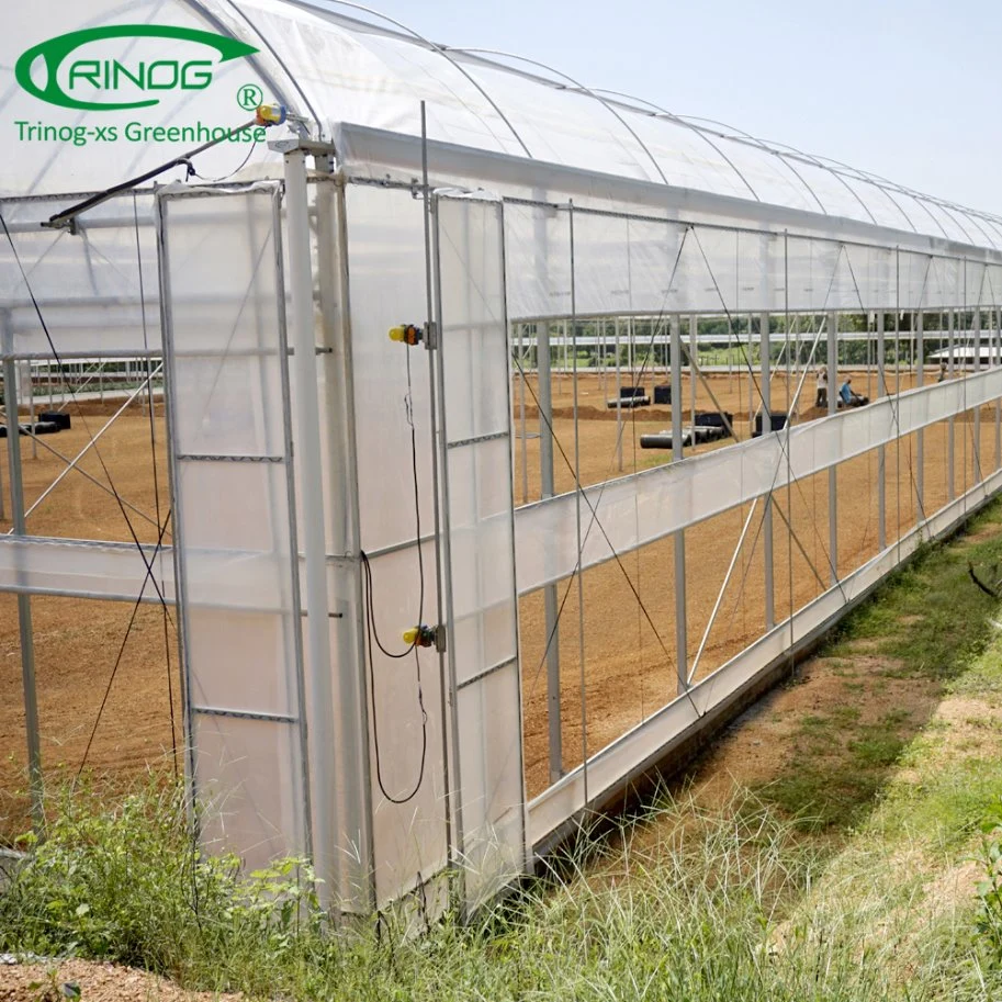 Película de la agricultura de lechuga tomate hidropónico invernaderos para cultivos hidropónicos hortalizas