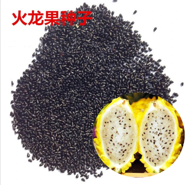 huo long guo hybrid yellow dragon fruit seeds yellow pitaya seeds