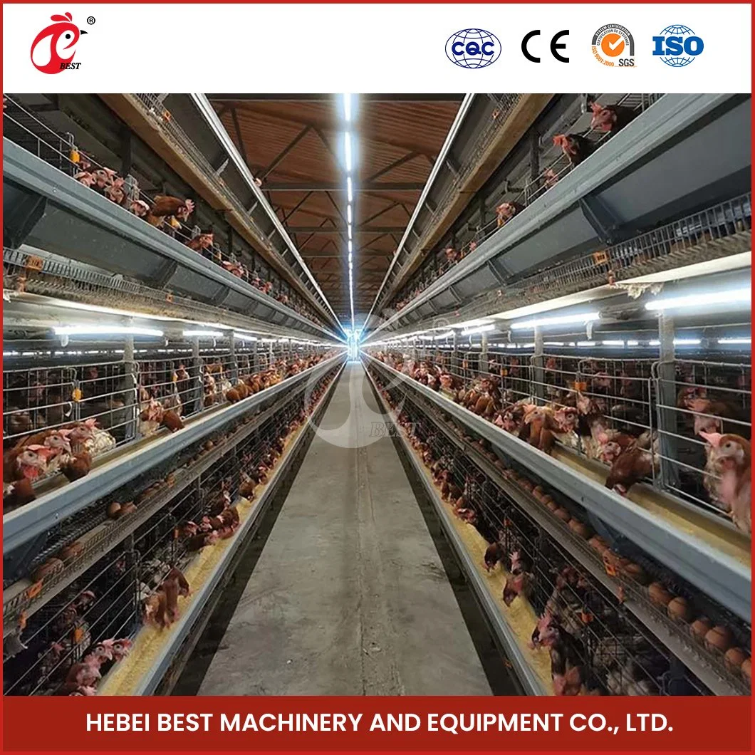 Bestchickencage H Type Breeder Cage Layer Cage China Large Chicken Layer Coops for Sale Manufacturer High-Quality Applicable Hotels Chicken Cages Egg Layer