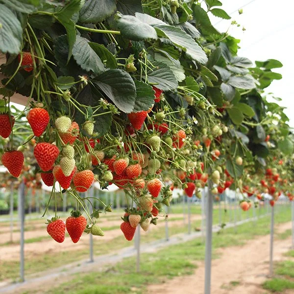 Plastic Mulch Hydroponic Growing Tube Strawberry System