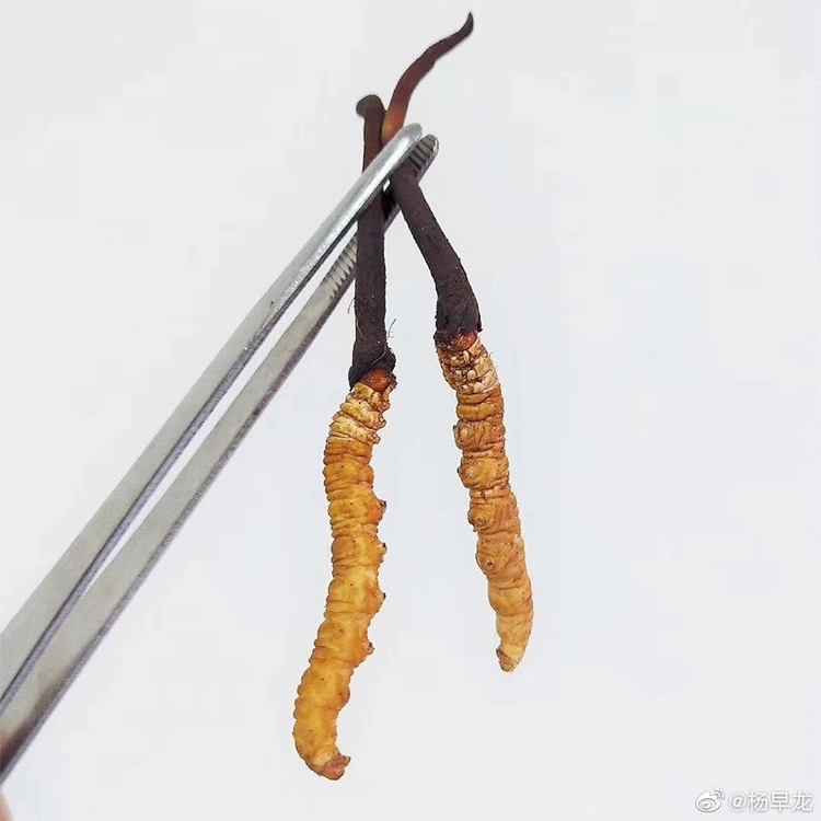 Extracto de ácido Cordycepic sinensis Cordyceps Miltiaris polvo con HPLC-MS