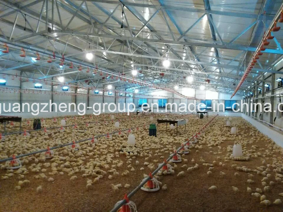 Chicken Auto Feeding System for Chicken Farm