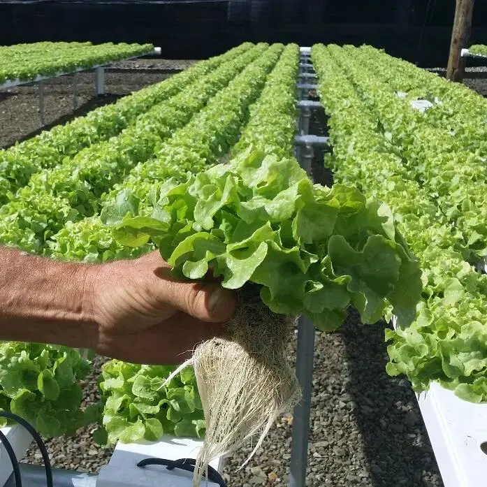 Los Invernaderos agrícolas Basilio del sistema de cultivo hidropónico sistema NFT Hydropon