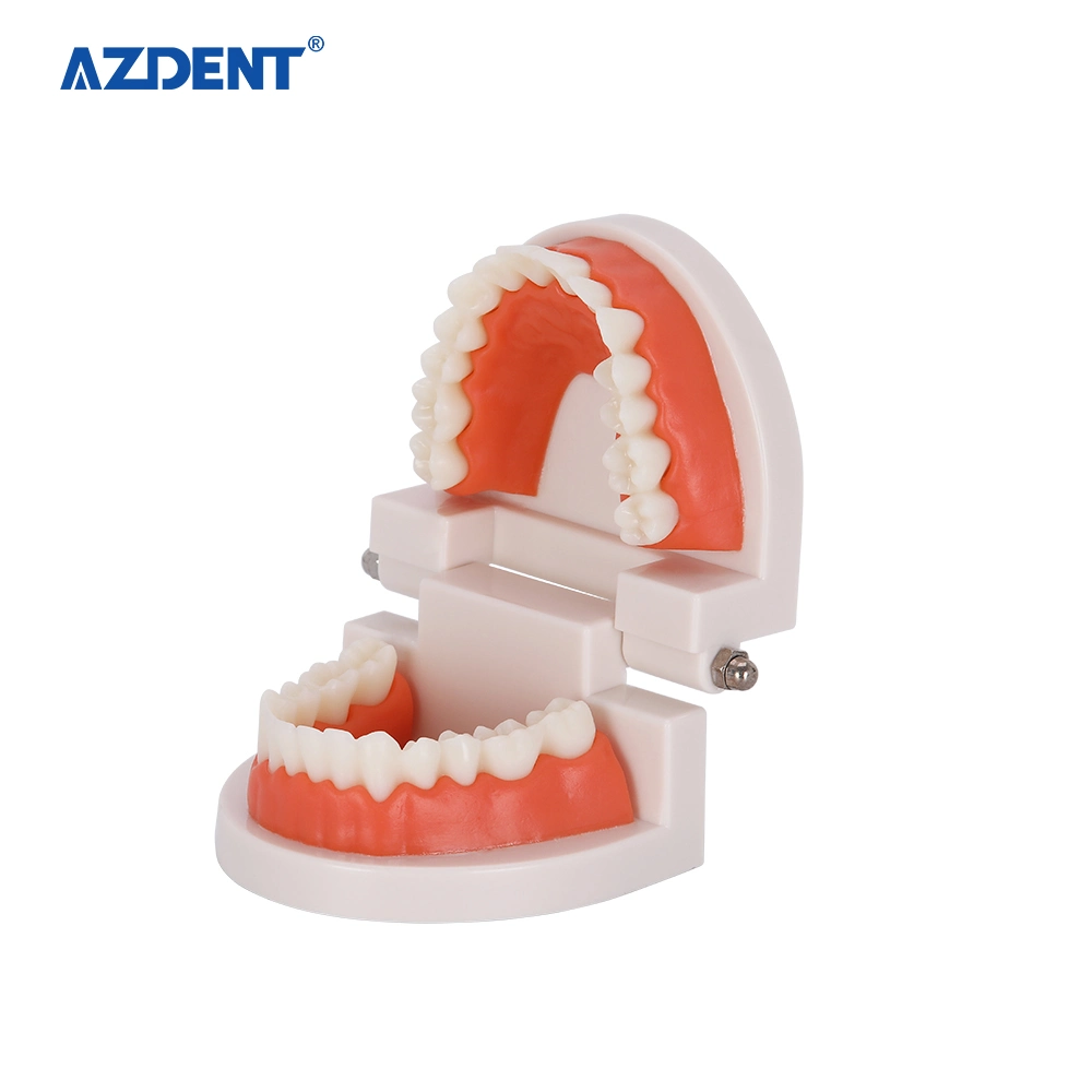 Hot Selling PVC 1: 1 Standard Dental Model / Teaching Model
