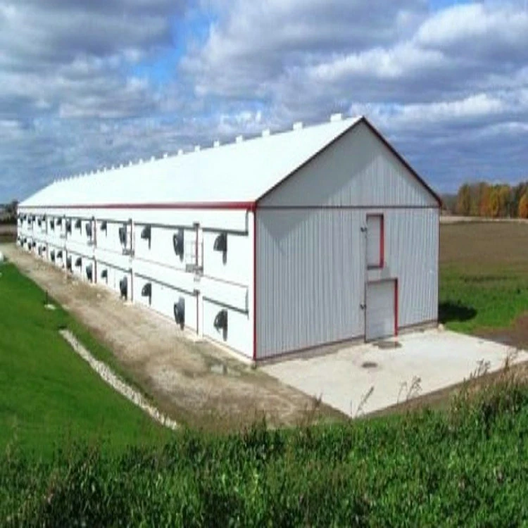 Chicken House Light Steel Structure Prefabricated Metal Building