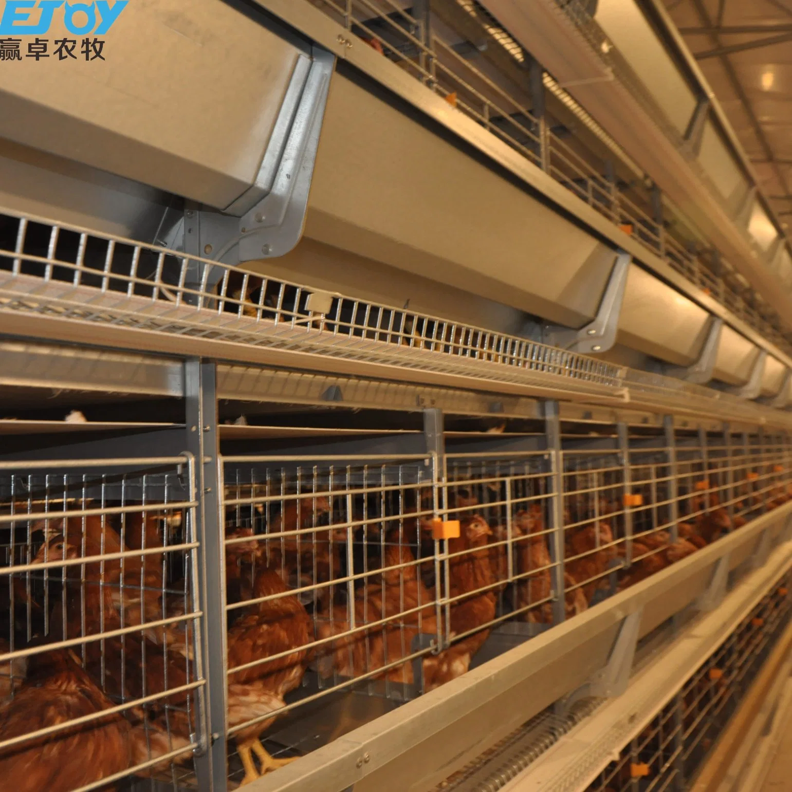 Hot-dipped Verzinkt Htype Chicken Cage/Coop/Shed/House für Broilers Züchter oder Verlegen Hühner