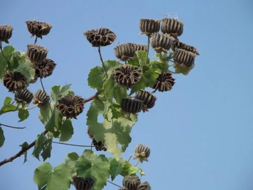 Dong Kuizi medicina herbaria china tradicional Abutilon Indicum Venta caliente