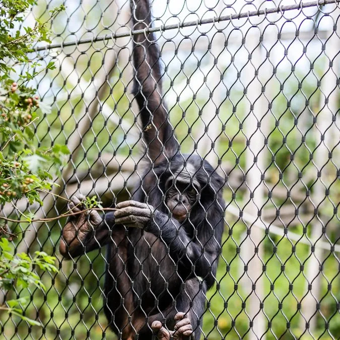 Câble de corde de ferrule flexible tissé à la main en métal volière de zoo Bird Compensation de clôture