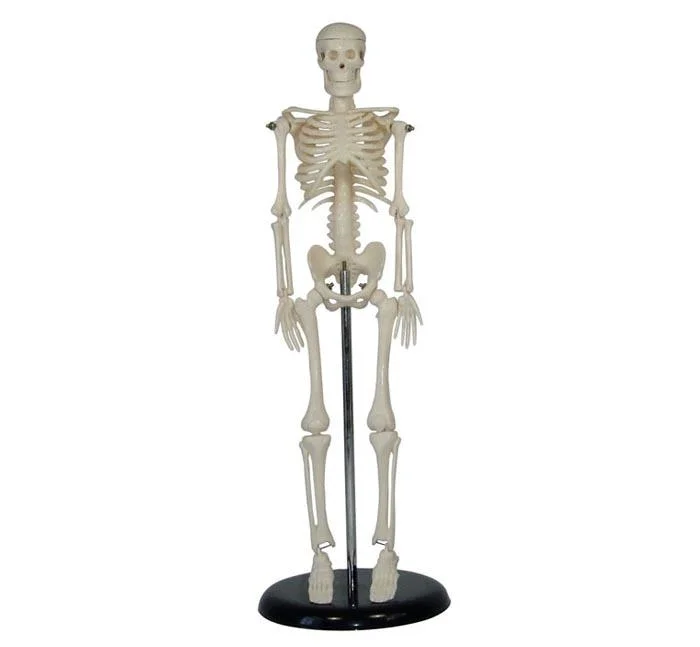 Medical Human Anatomical Skeleton Model Anatomy Model Human Torso