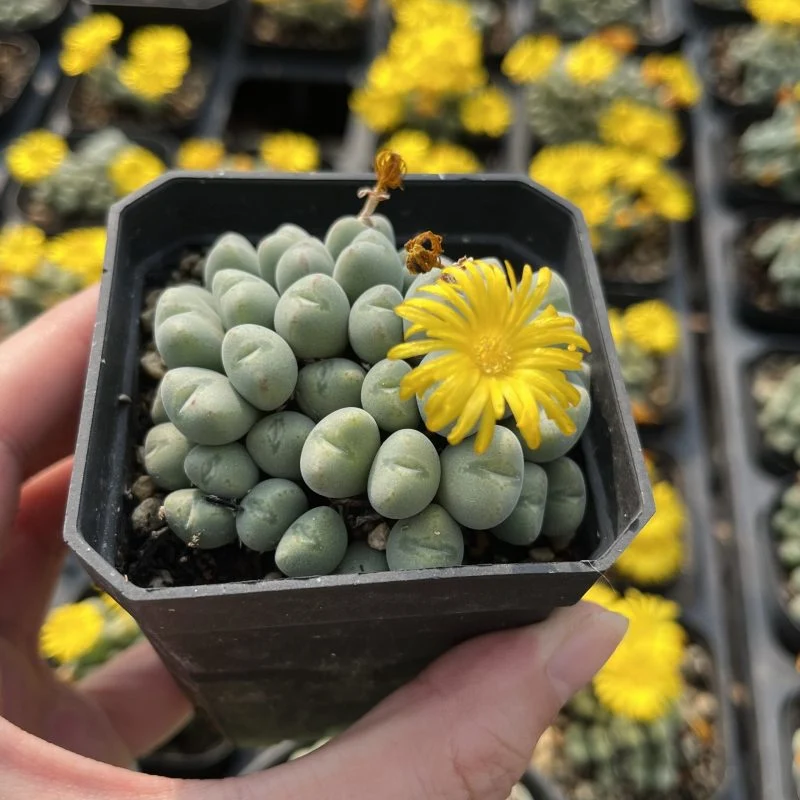 Dudu rara Mini vivero Conophytum Bilobum 5-20Natural de la cabeza de la planta suculenta en vivo