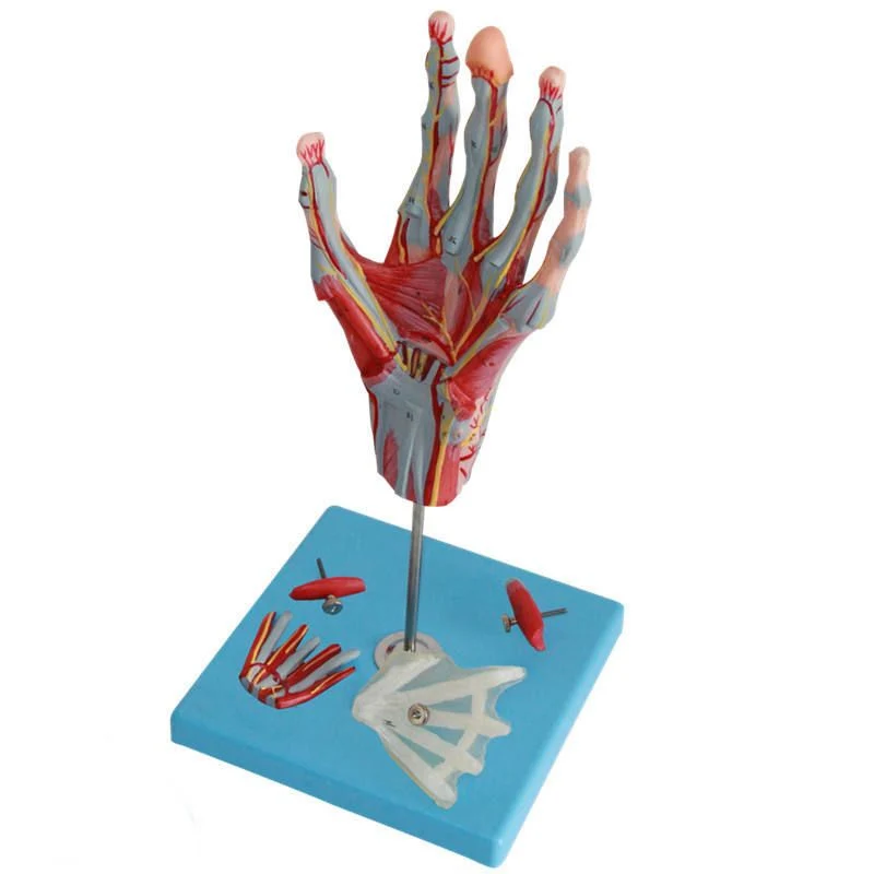 Hochwertiges PVC Huram Anatomisches Modell Expansion Modell der Hand Dissektion