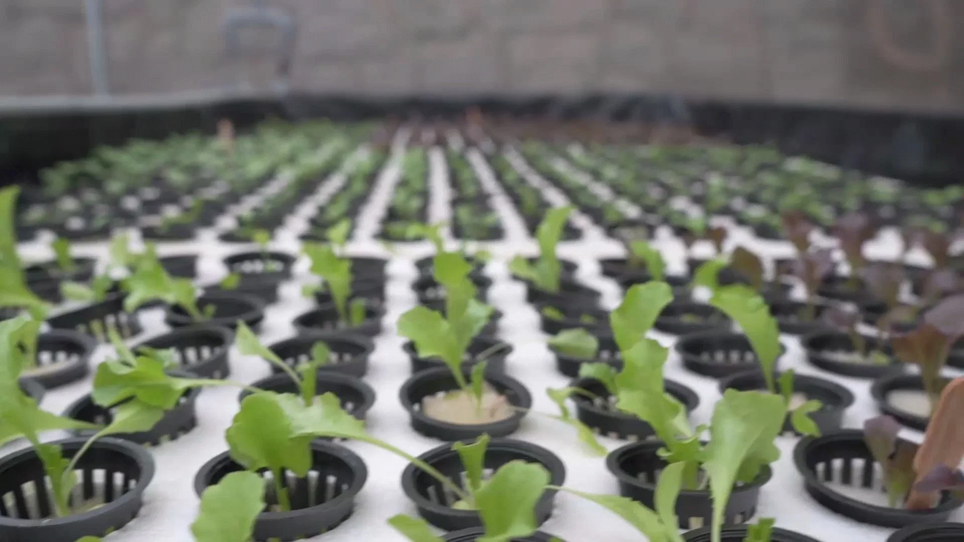 DWC hydroponic XPS Schaumstoffplatte schwimmende Floating Raft kommerzielles Gewächshaus wachsen Salat