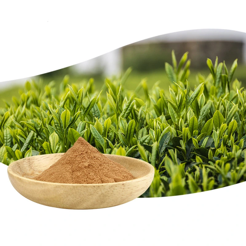 Le thé de haute qualité antivieillissement polyphénols Extrait de thé vert avec le meilleur prix naturel Extrait de Thé vert Thé vert les polyphénols 25%-98%