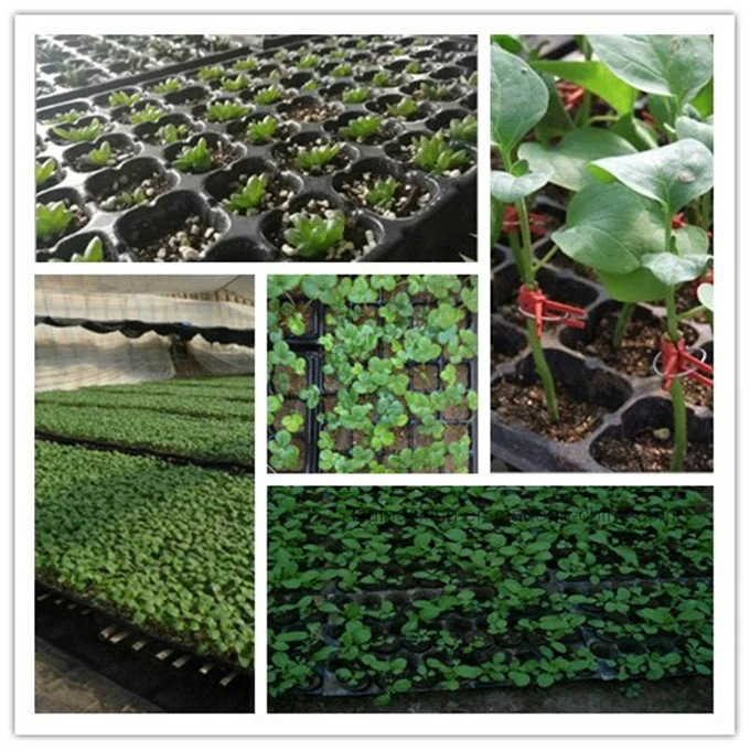 Polystyrene and Plastic Seedling Trays for Nursery Business in Chile