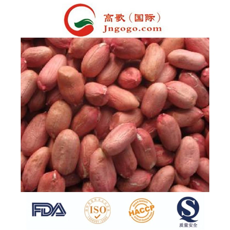 New Crop High Quality Peanut Kernel with Red Skin