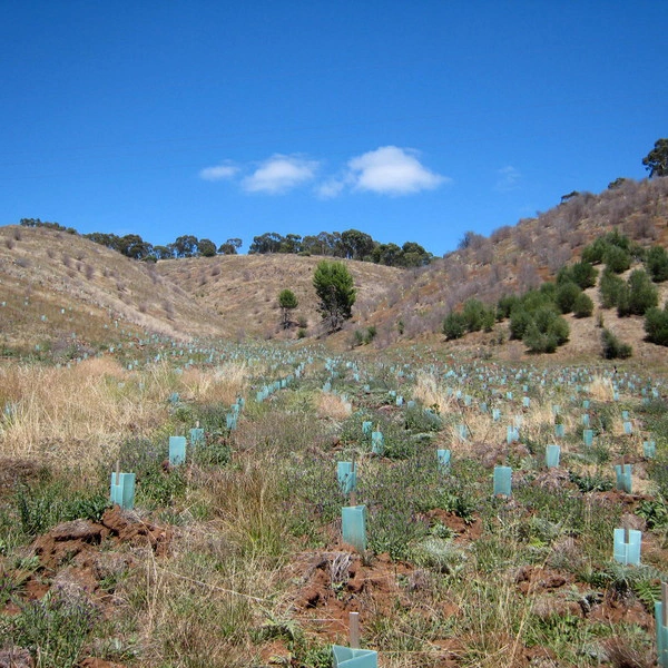 Envoltura de plástico personalizada de la vid Tree Guard Protector de plantas para la Protección de Árboles, plantas de hoja corrugado de animales de la fruta reciclables Protector de la planta /Tree Guard