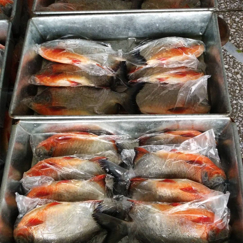 Exportador de pescado congelado IQF congelado rojo Pomfret Pescado de reanimación